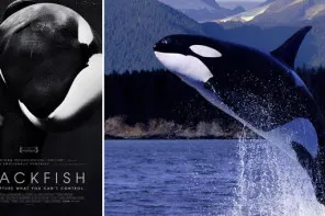 Pourquoi je n’irai plus jamais  à Seaworld