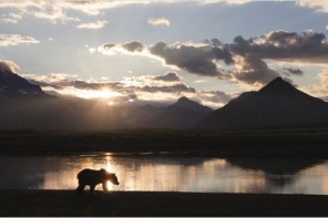 Le territoire des Grizzlis – l’Alaska