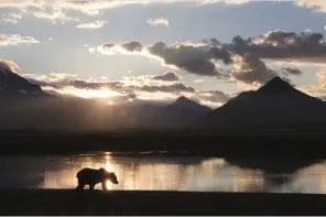 Le territoire des Grizzlis – l’Alaska
